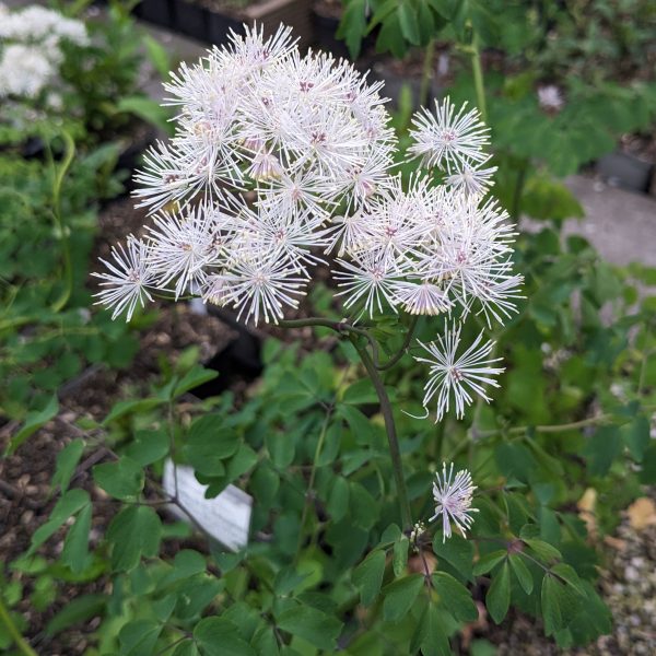 Thalictrum aquilegifolium
