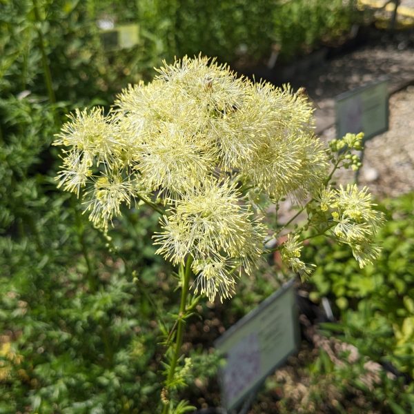 Thalictrum flavum