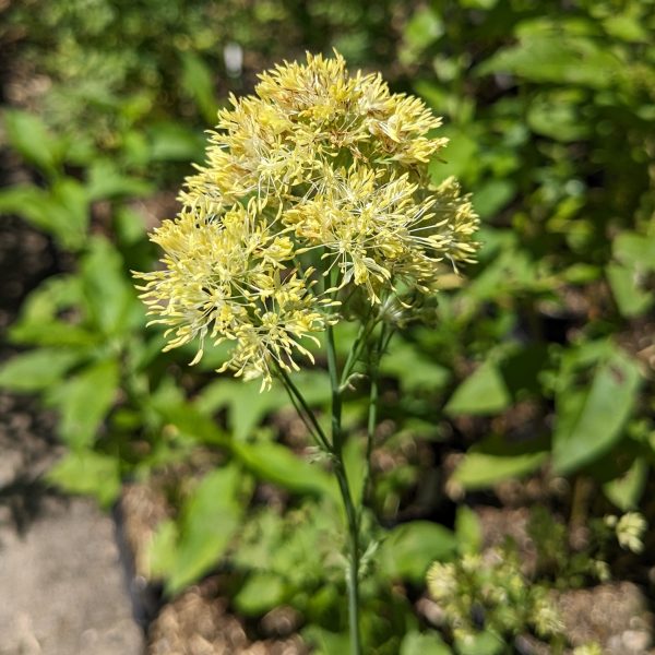 Thalictrum flavum ssp. glaucum