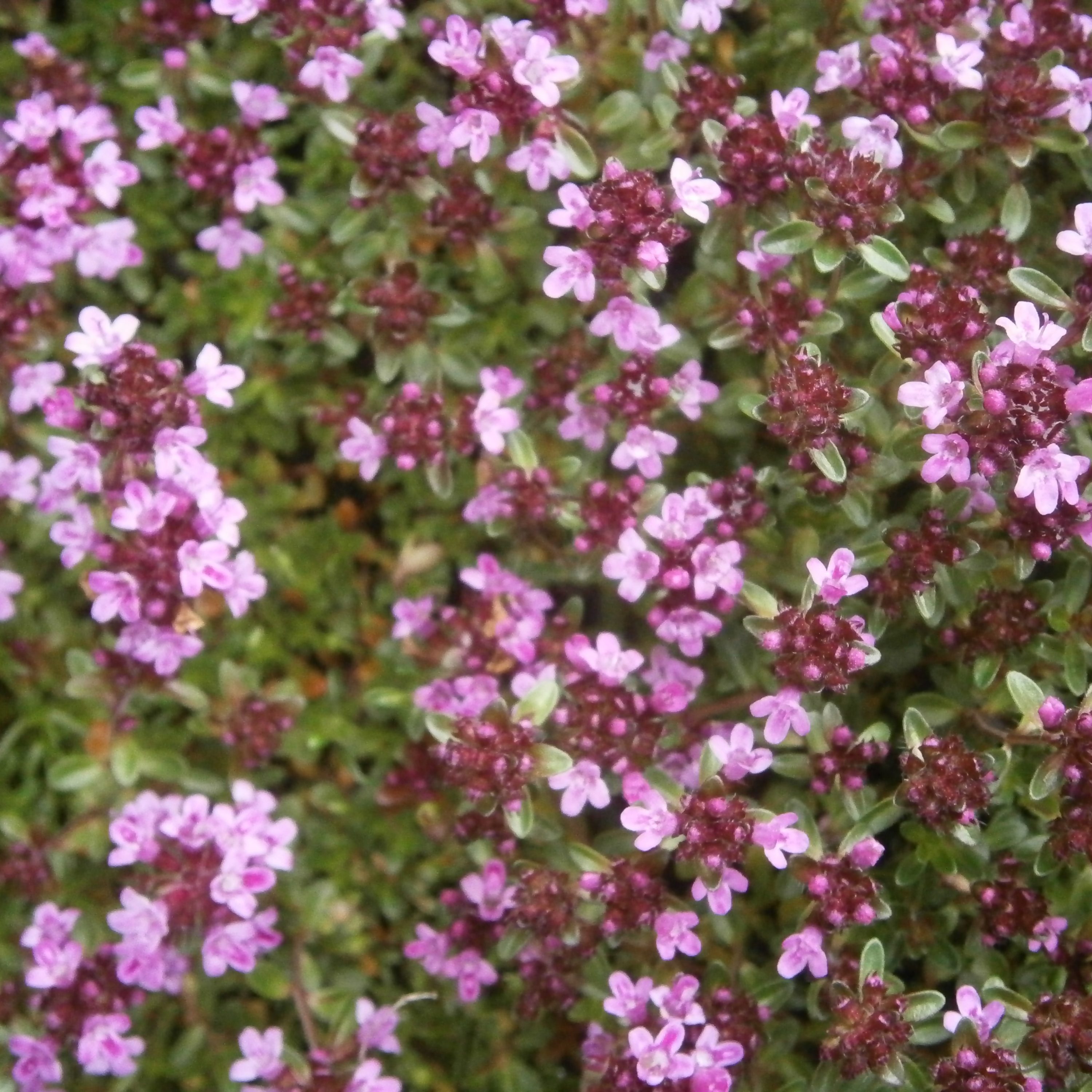 Thymus serpyllum 'Coccineus'
