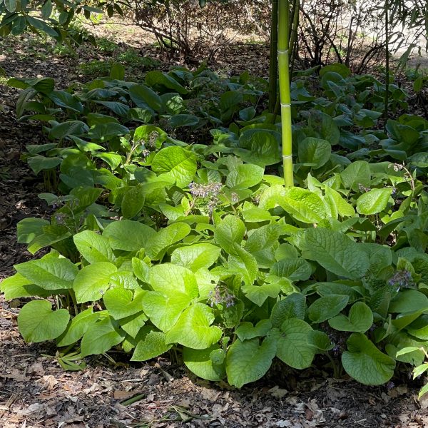Trachystemon orientalis