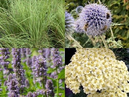 Pflanzpaket: Urlaubsfeeling