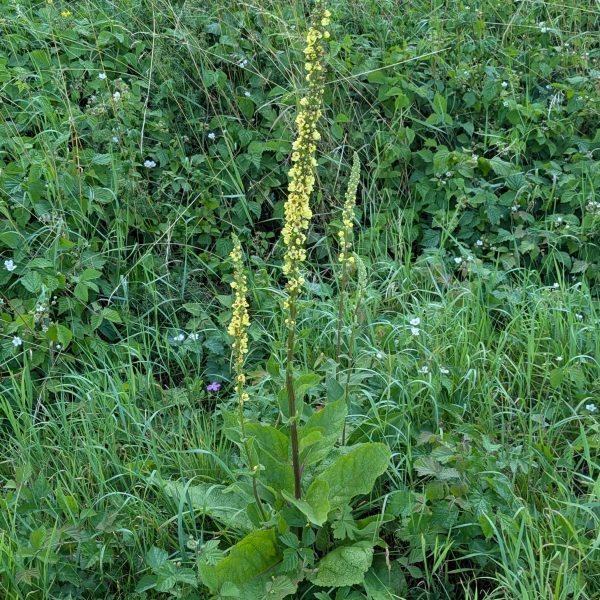 Verbascum nigrum
