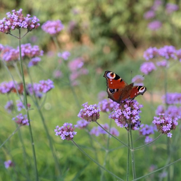 Verbena bonariensis