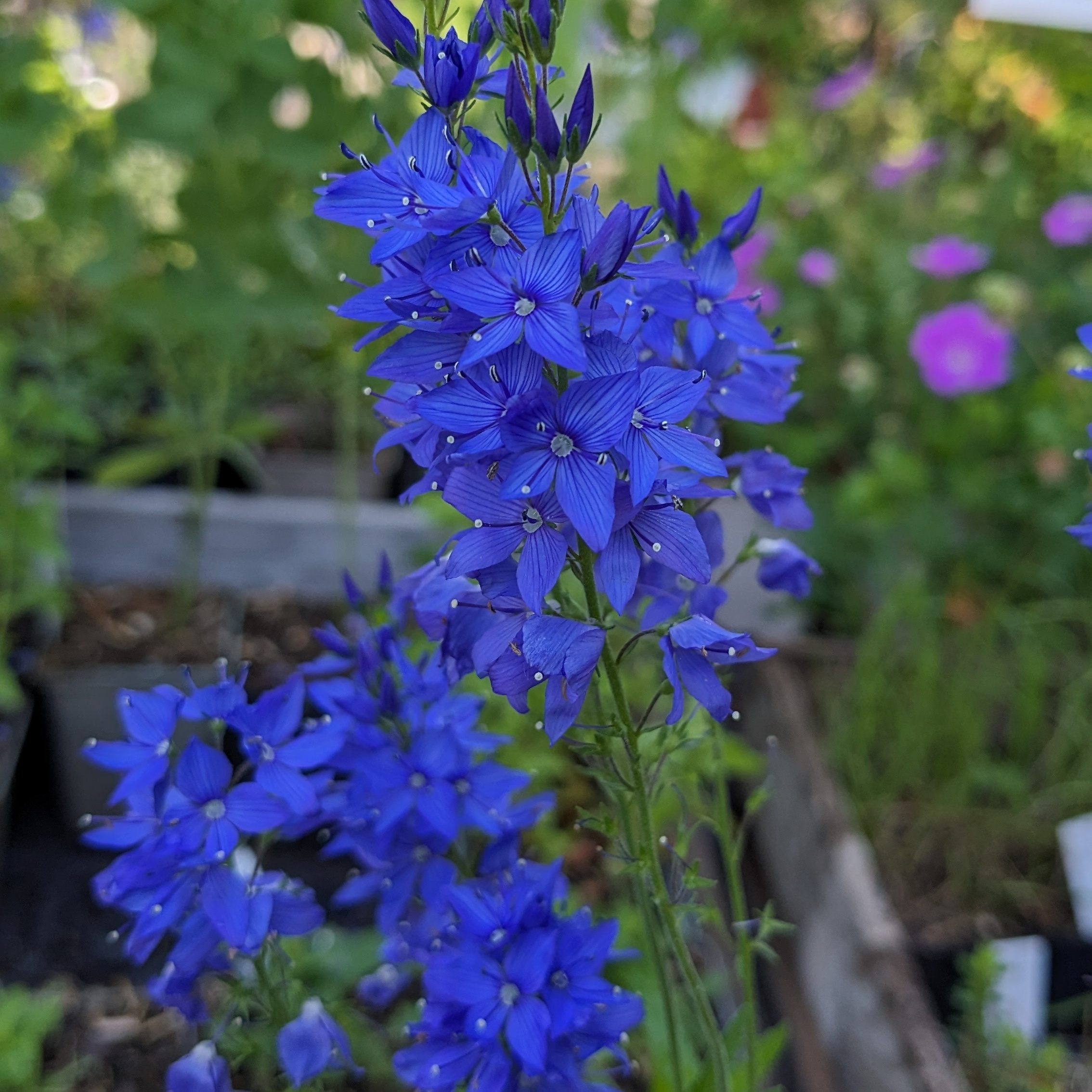 Veronica teucrium 'Knallblau'