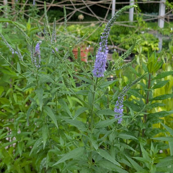 Veronica Hybr. 'Hermannshof'