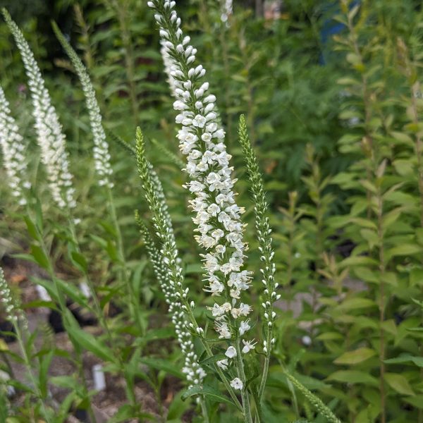 Veronica longifolia 'Inspiration'