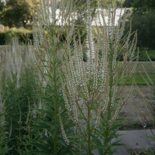 Veronicastrum virginicum 'Diana'