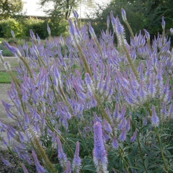 Veronicastrum virginicum 'Fascination'