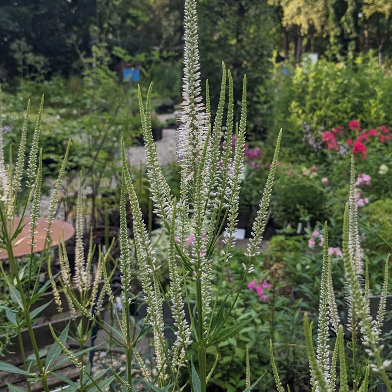 Veronicastrum virginicum 'Pink Glow'