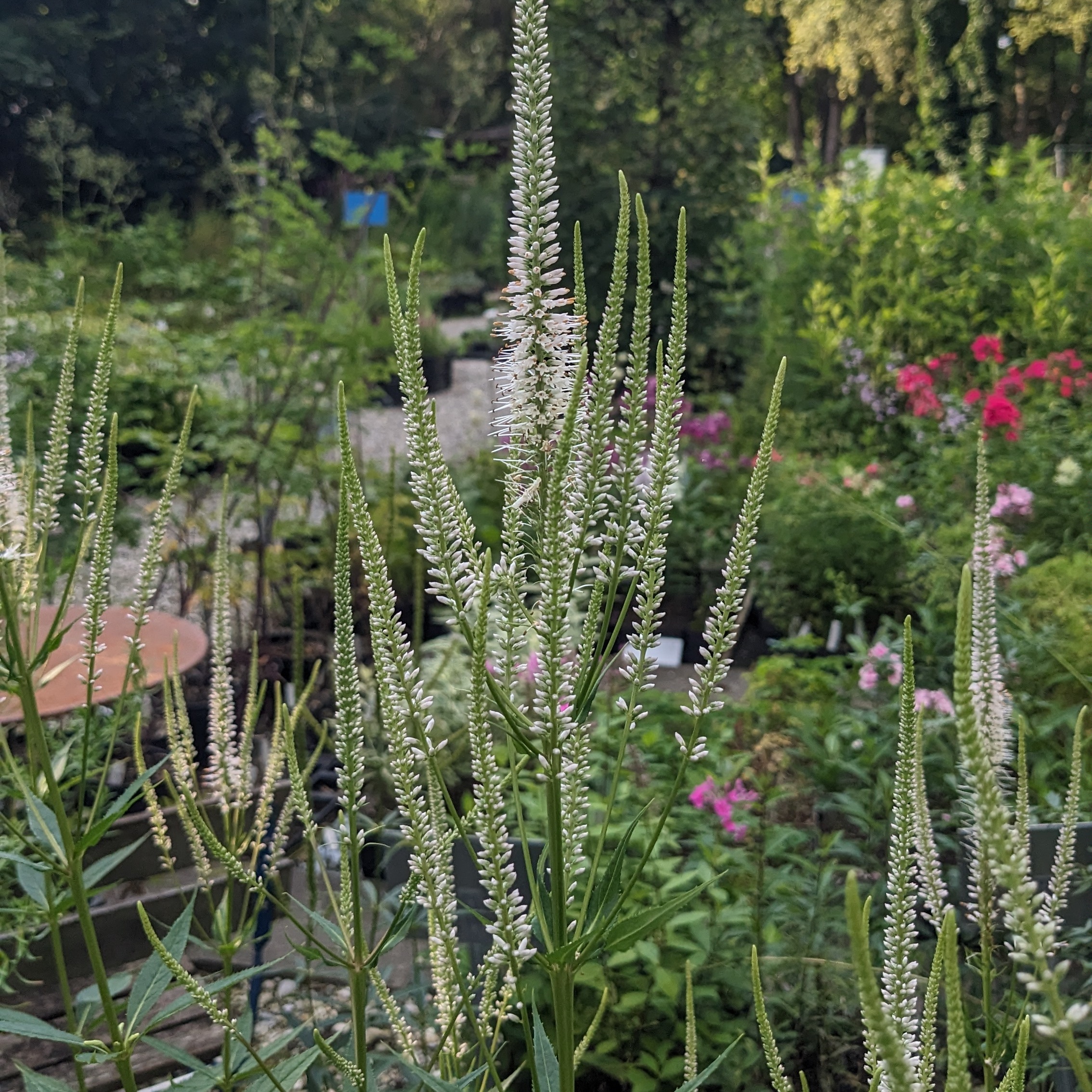 Veronicastrum virginicum 'Pink Glow'