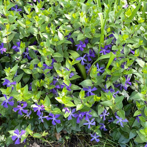 Vinca balcanica