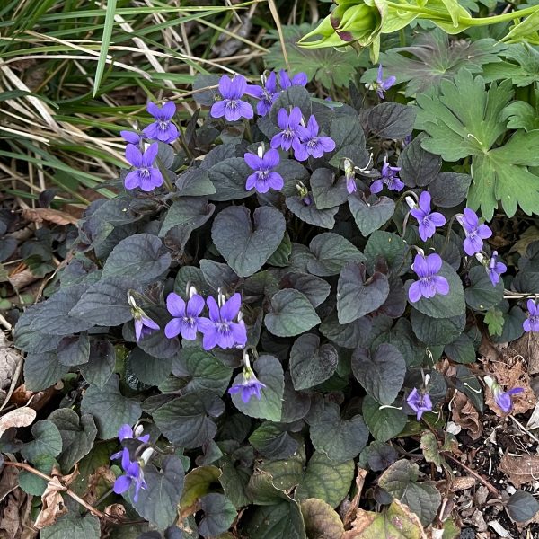 Viola labradorica 'Purpurea'