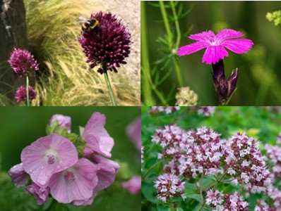 Pflanzpaket: Wilde Wiese