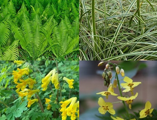 Pflanzpaket: Wildsauparade schattig