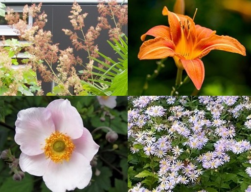 Pflanzpaket: Wildsauparade sonnig – Bild 2