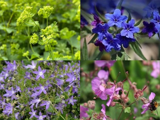 Pflanzpaket: Wildsauparade sonnig