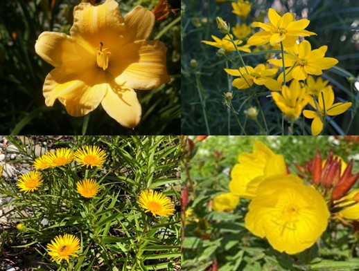 Pflanzpaket: You are my sunshine