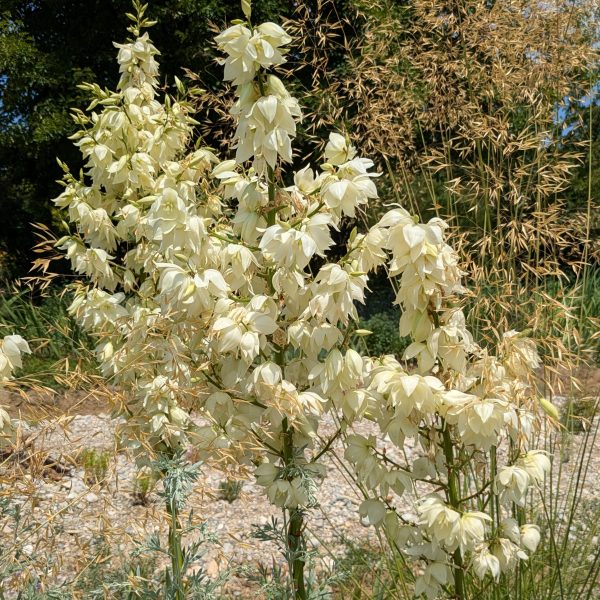 Yucca filamentosa