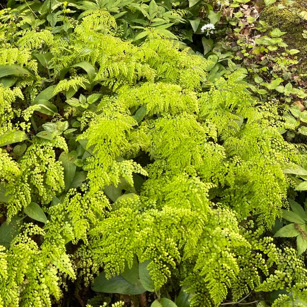 Adiantum venustum