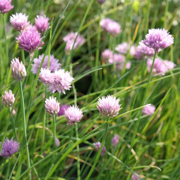 Allium schoenoprasum