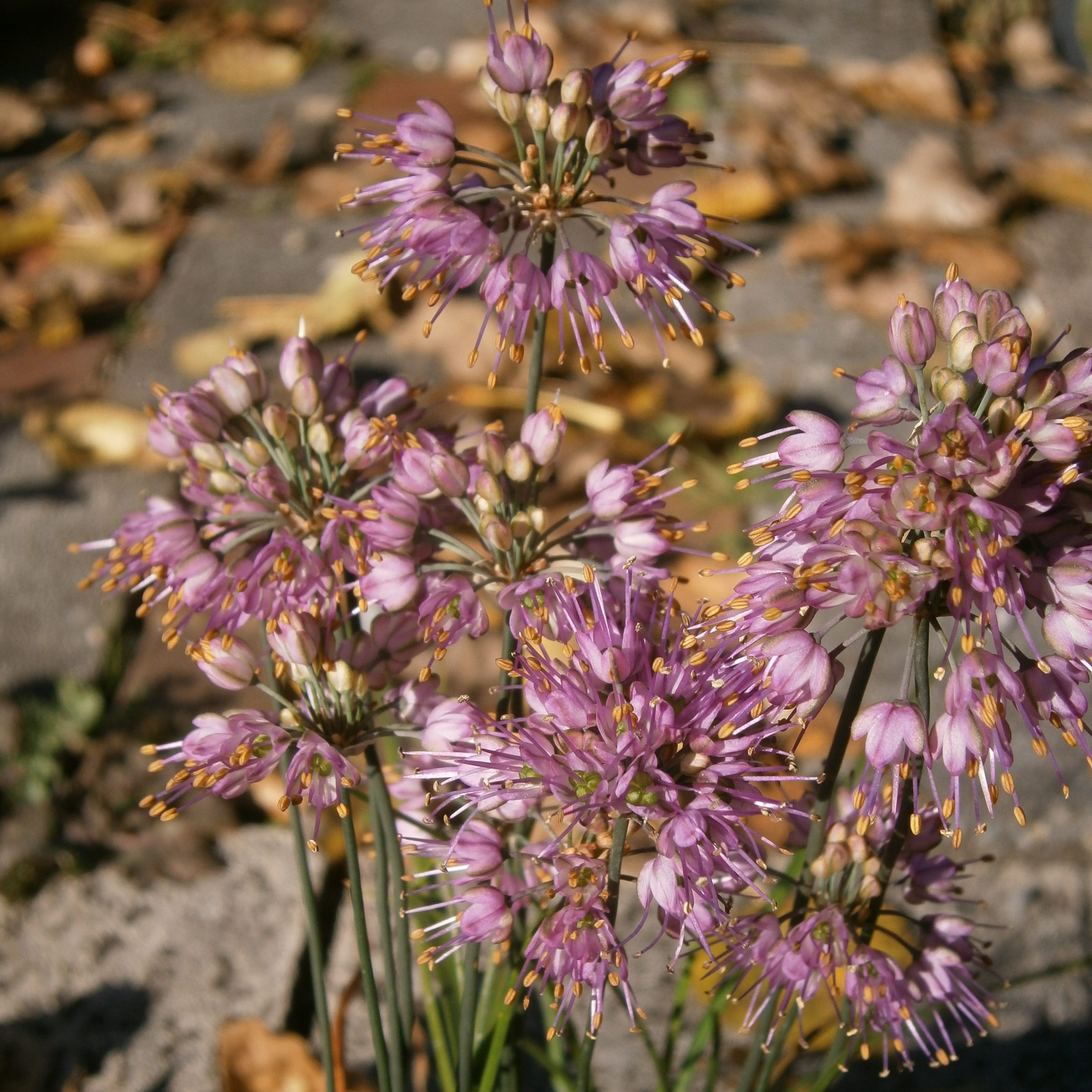Allium thunbergii