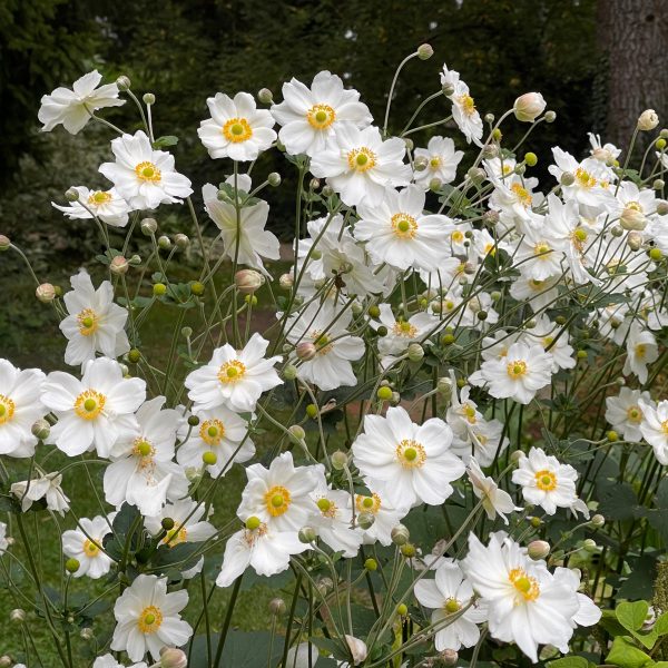 Anemone japonica 'Honorine Jobert'