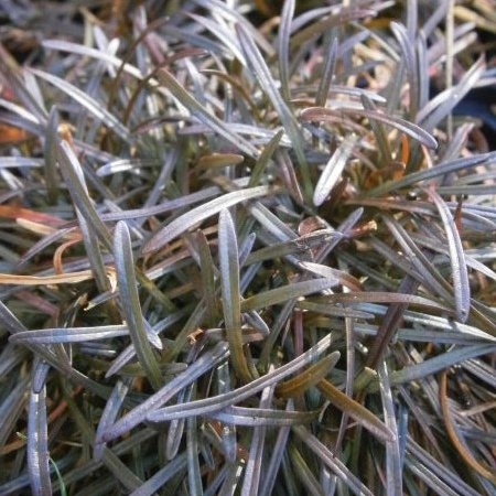 Armeria maritima 'Vesuv'