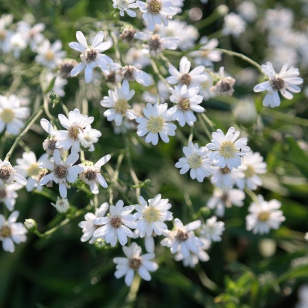 Solidago (=Aster) ptarmicoides