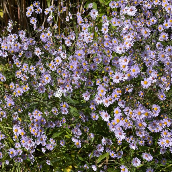 Aster laevis 'Weihenstephan'