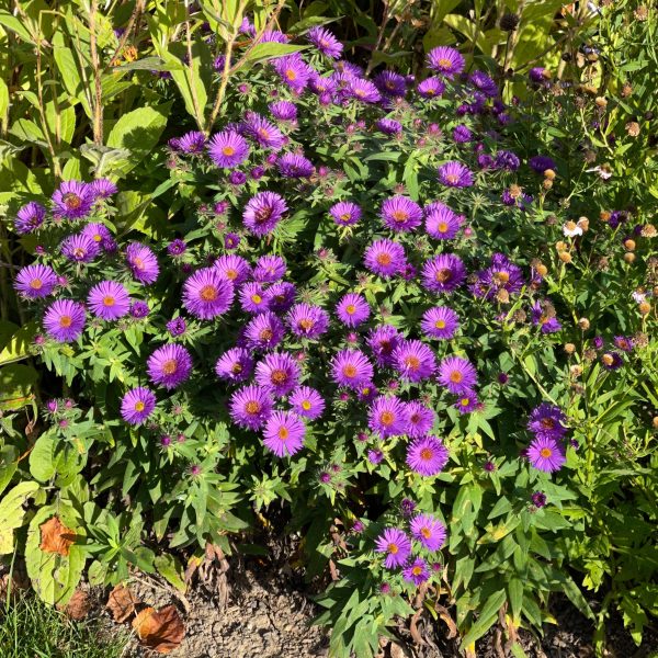 Aster novae-angliae 'Purple Dome'