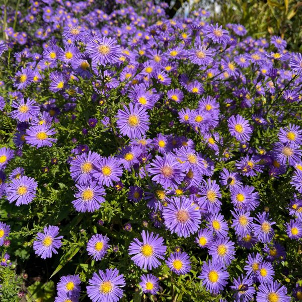 Aster novi-belgii 'Schöne von Dietlikon'
