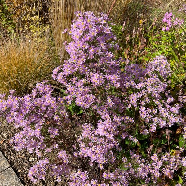 Aster pringlei 'Pink Star'