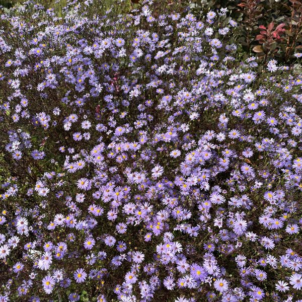 Aster turbinellus