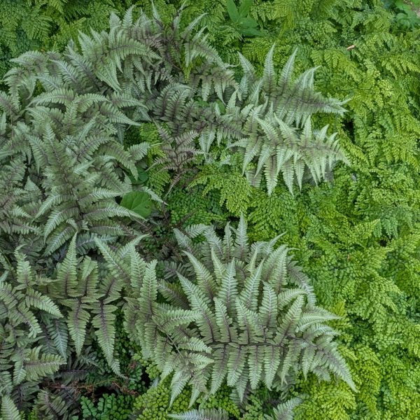 Athyrium niponicum 'Metallicum'