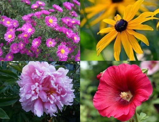 Pflanzpaket: Bauerngarten