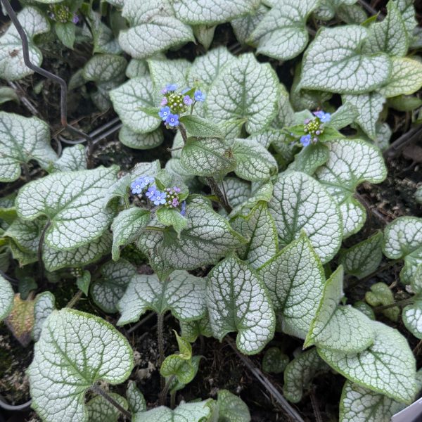 Brunnera macrophylla 'Jack Frost' ®