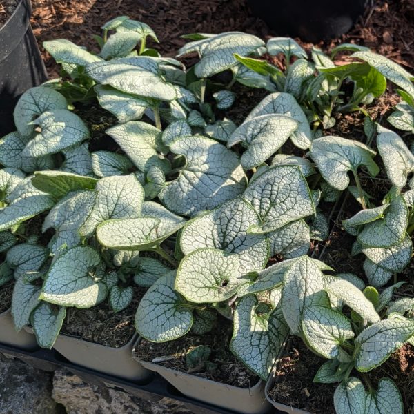 Brunnera macrophylla 'Silver Heart'