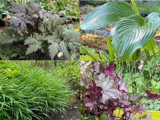 Pflanzpaket: Buntes Schattenspiel