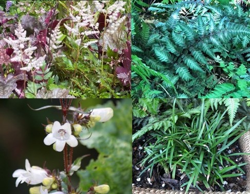 Pflanzpaket: Buntes Schattenspiel – Bild 2