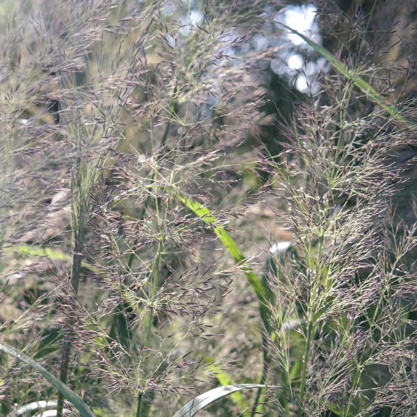 Calamagrostis arundinacea 'Mona'