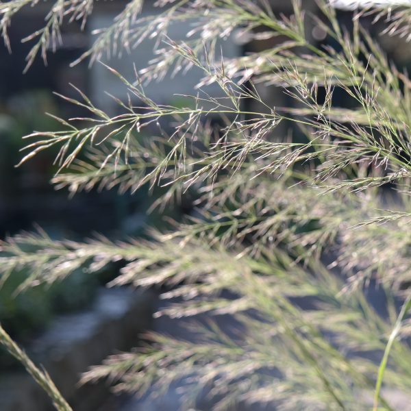 Calamagrostis arundinacea 'Lushan'