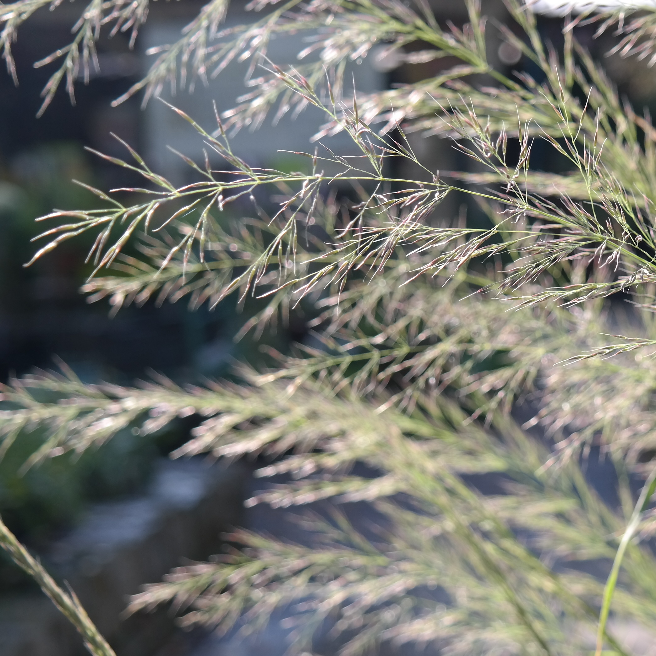 Calamagrostis arundinacea 'Lushan'