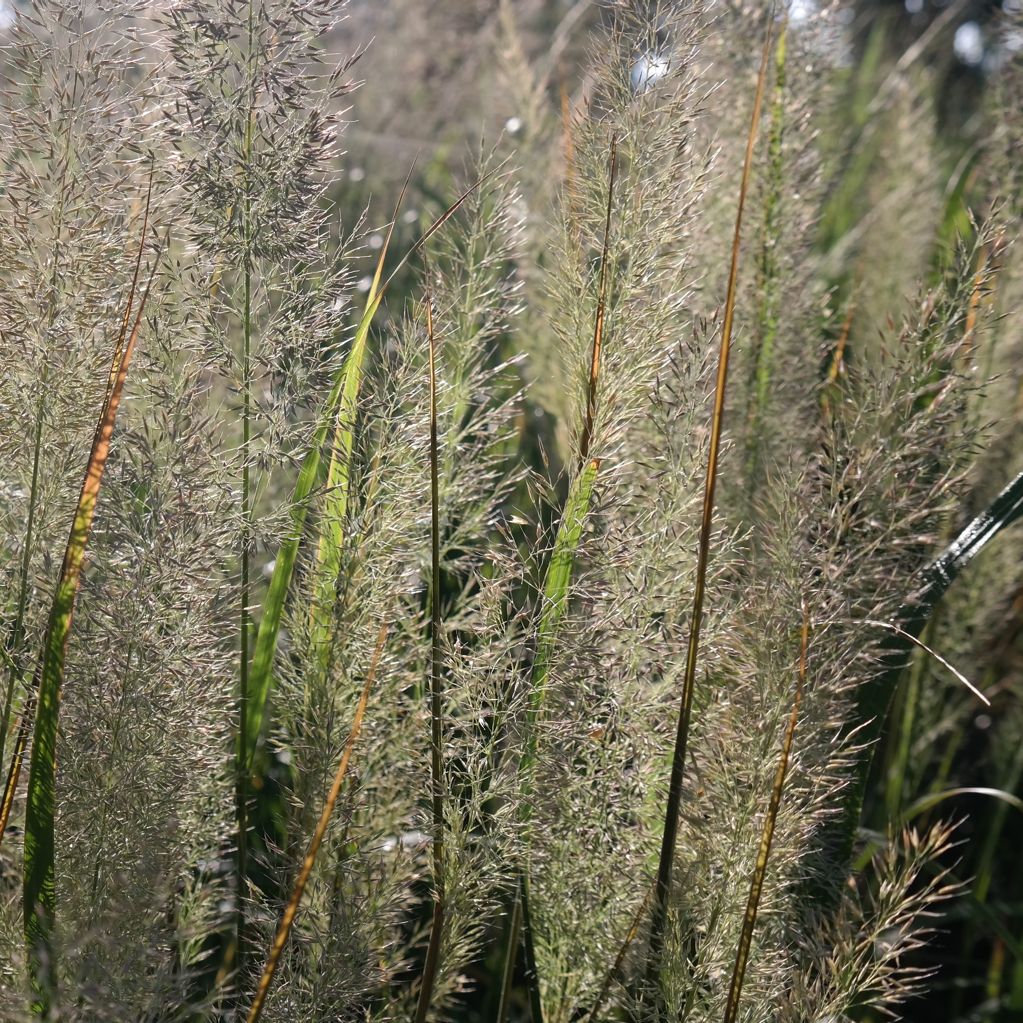 Calamagrostis brachytricha – Bild 3