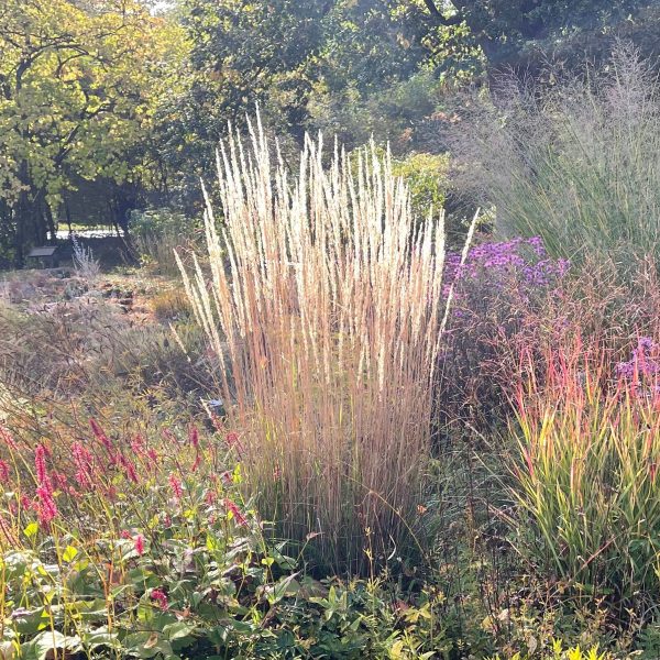 Calamagrostis x acutiflora 'Karl Foerster'