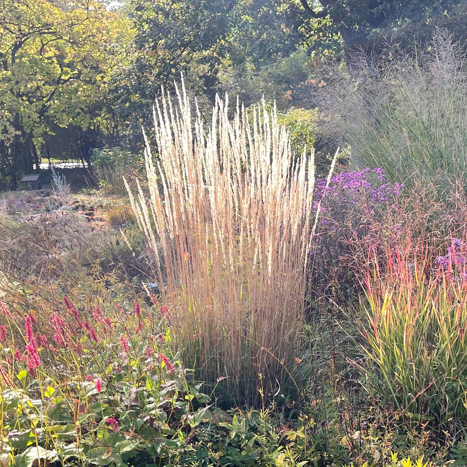 Calamagrostis x acutiflora 'Karl Foerster'
