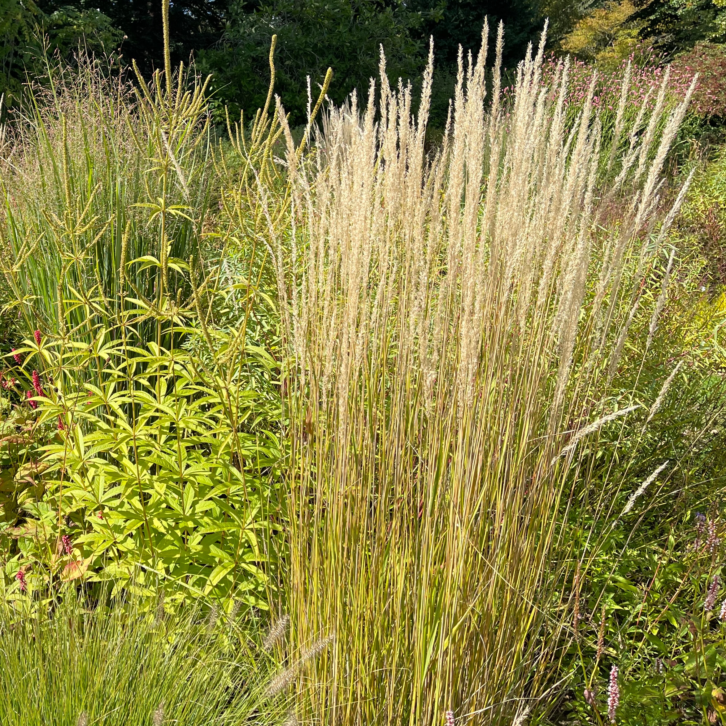Calamagrostis x acutiflora 'Karl Foerster' – Bild 2