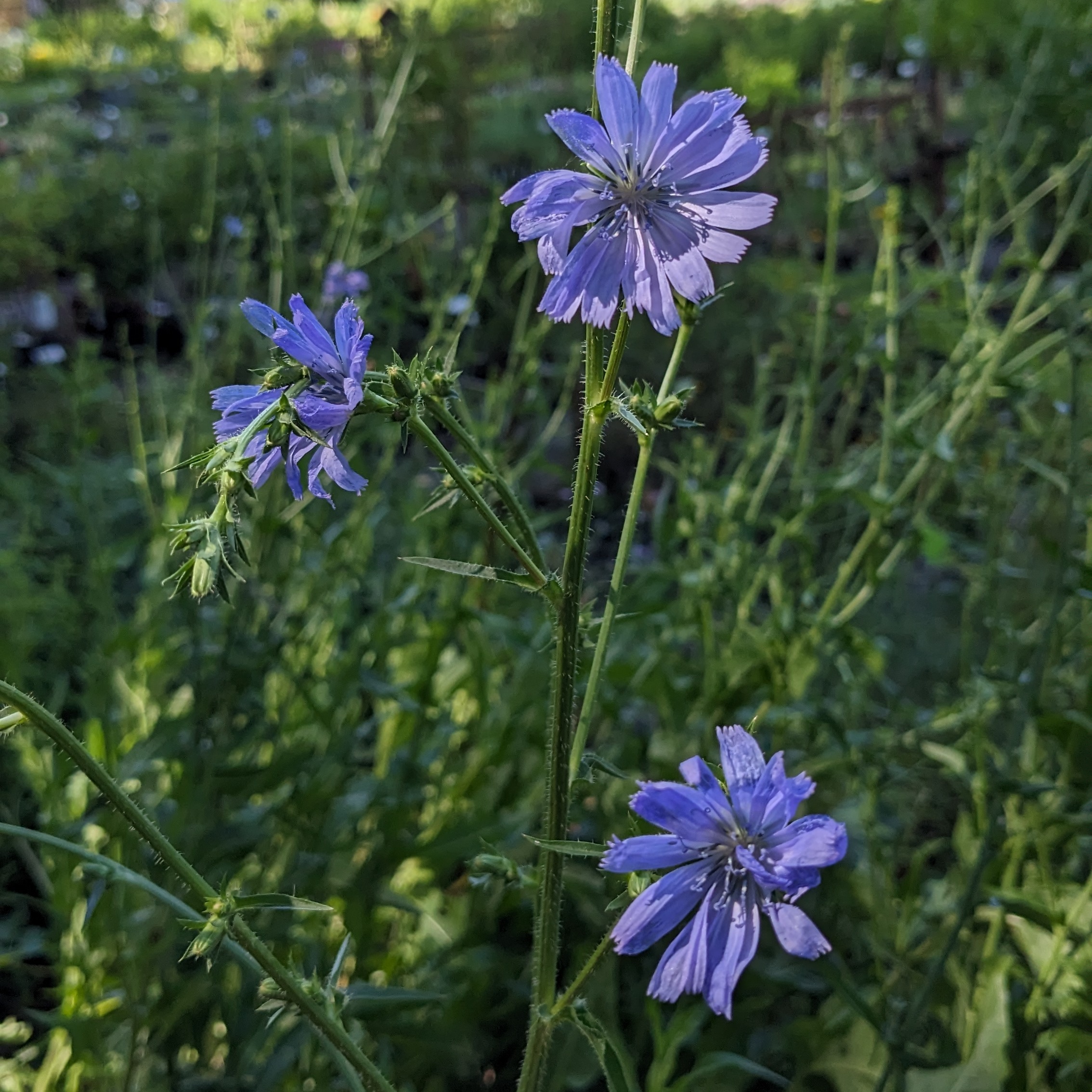 Cichorium intybus – Bild 2