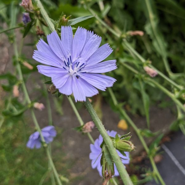 Cichorium intybus