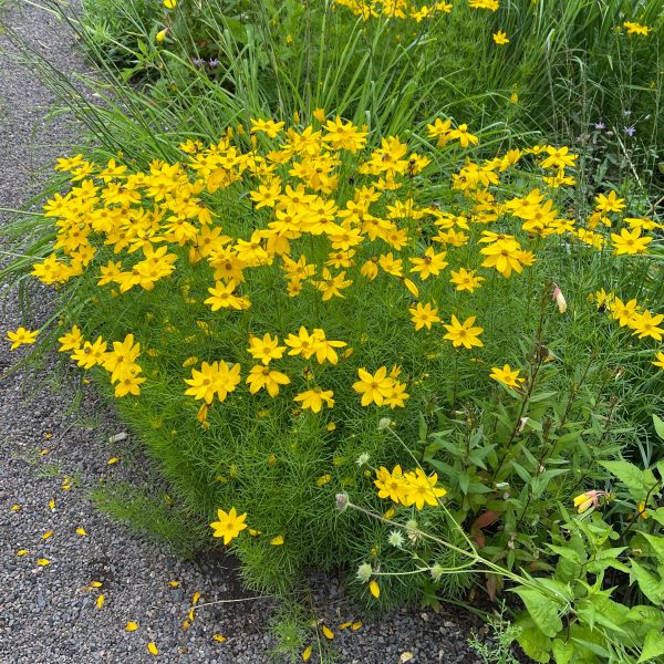 Coreopsis verticillata 'Grandiflora'